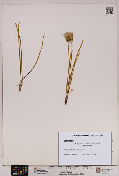 Tristagma bivalve [Espécimen: UDEC:CONC:0160212]
