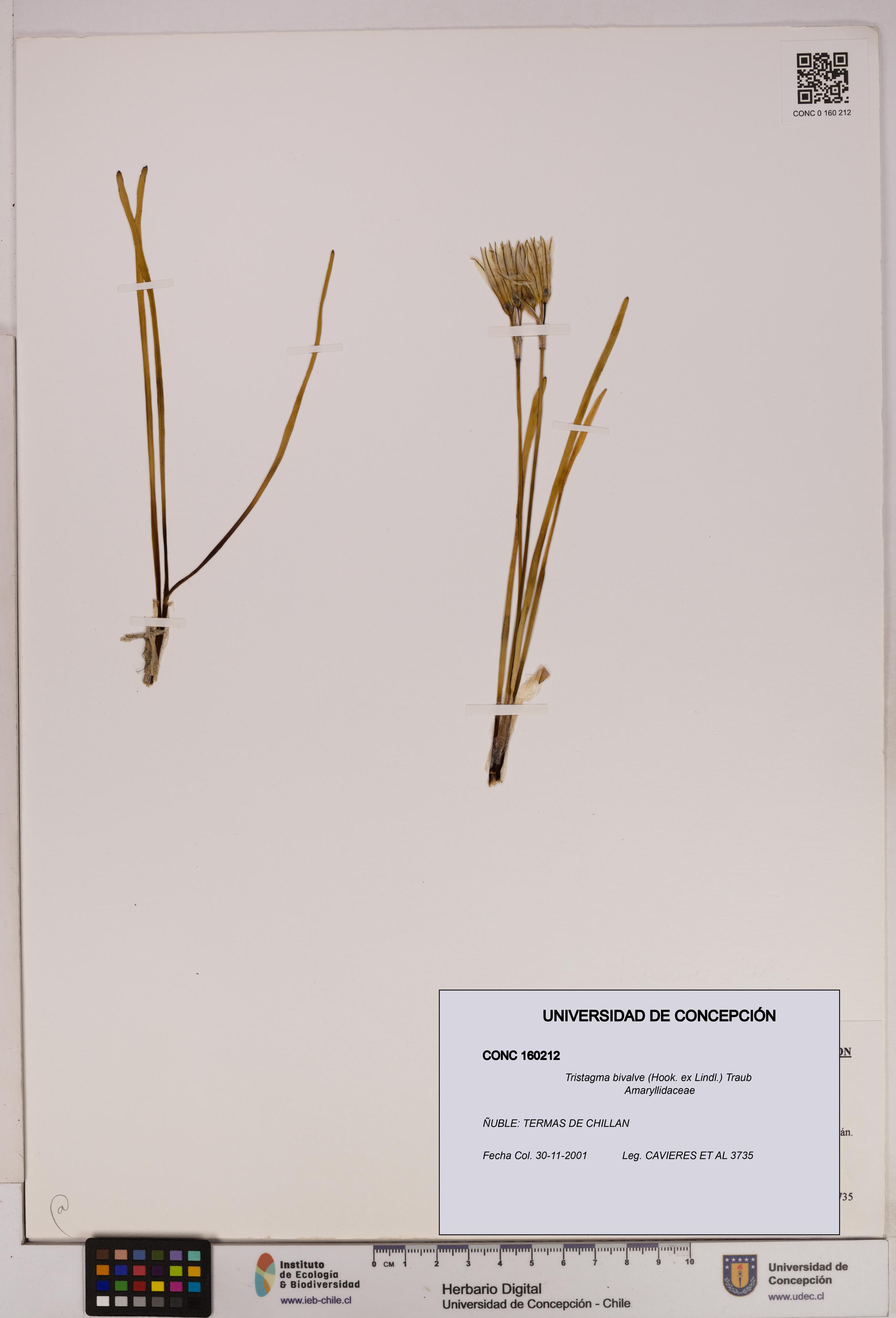 Tristagma bivalve [Espécimen: UDEC:CONC:0160212]