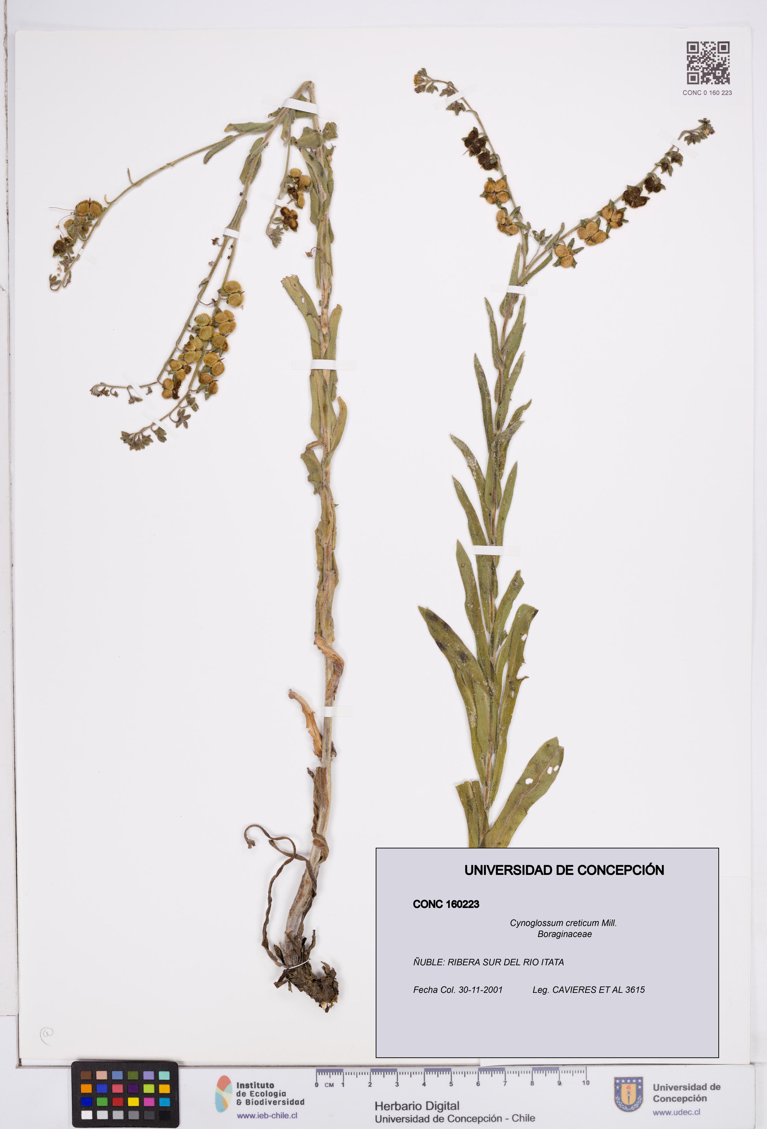 Cynoglossum creticum [Espécimen: ]