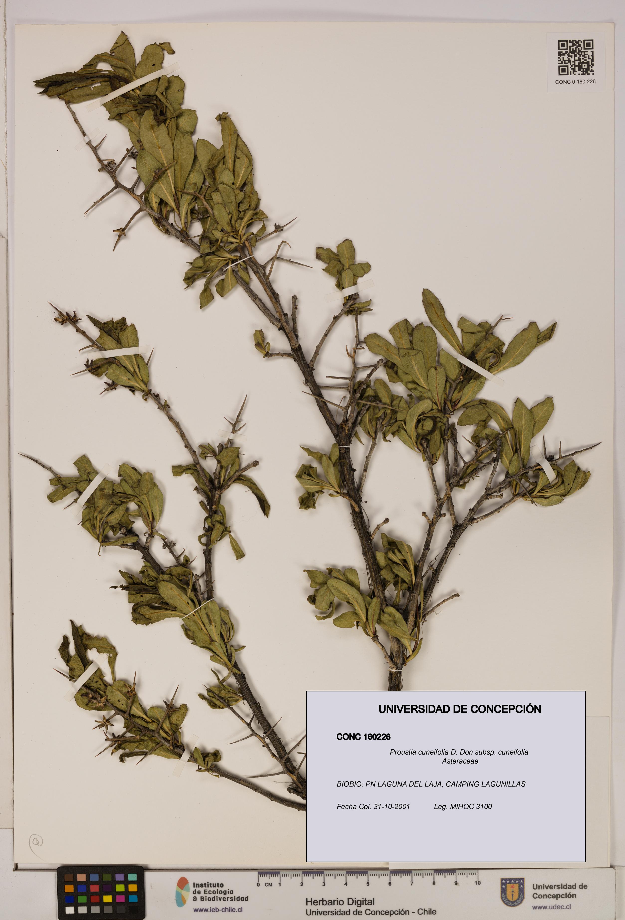 Proustia cuneifolia subsp. cuneifolia [Espécimen: UDEC:CONC:0160226]