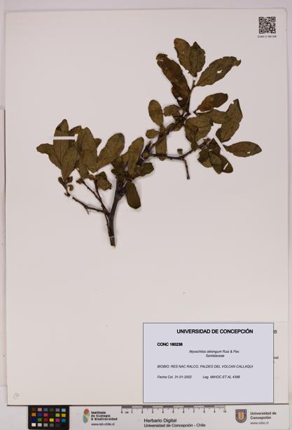 Myoschilos oblongus [Espécimen: UDEC:CONC:0160238]