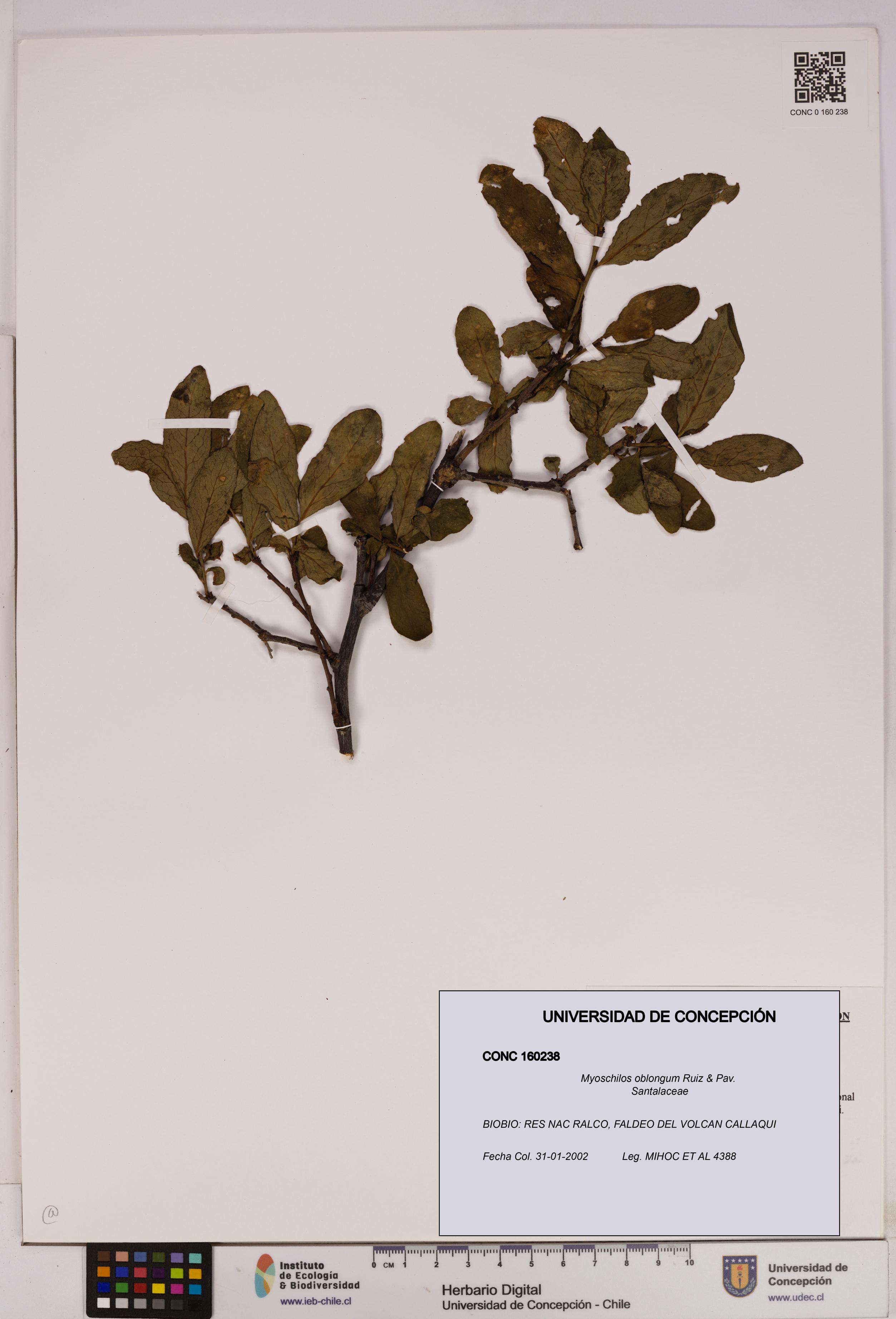 Myoschilos oblongus [Espécimen: UDEC:CONC:0160238]