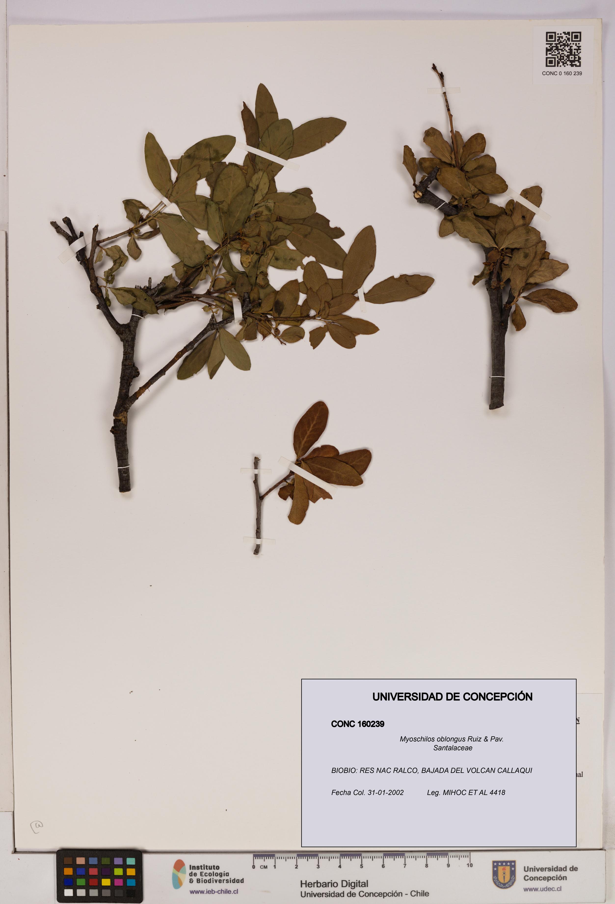 Myoschilos oblongus [Espécimen: UDEC:CONC:0160239]