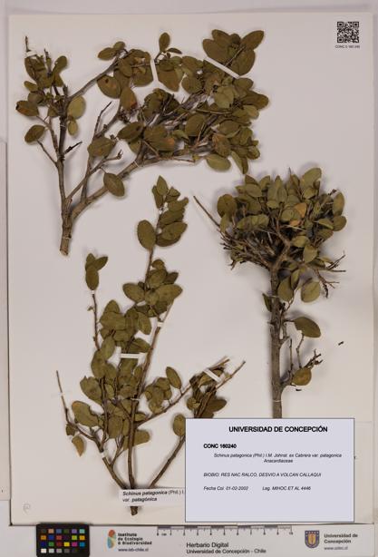 Schinus patagonica [Espécimen: UDEC:CONC:0160240]