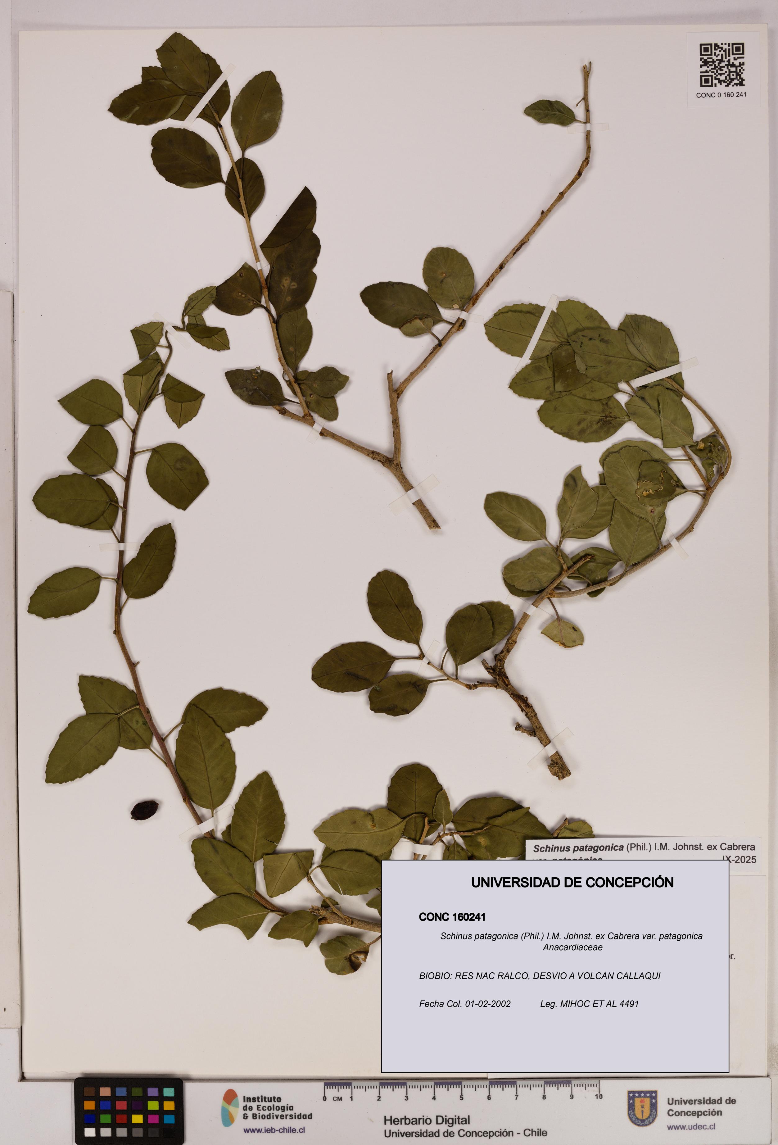 Schinus patagonica [Espécimen: UDEC:CONC:0160241]