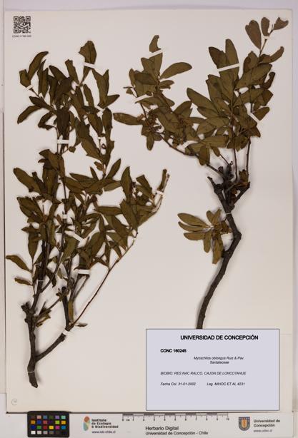 Myoschilos oblongus [Espécimen: UDEC:CONC:0160245]