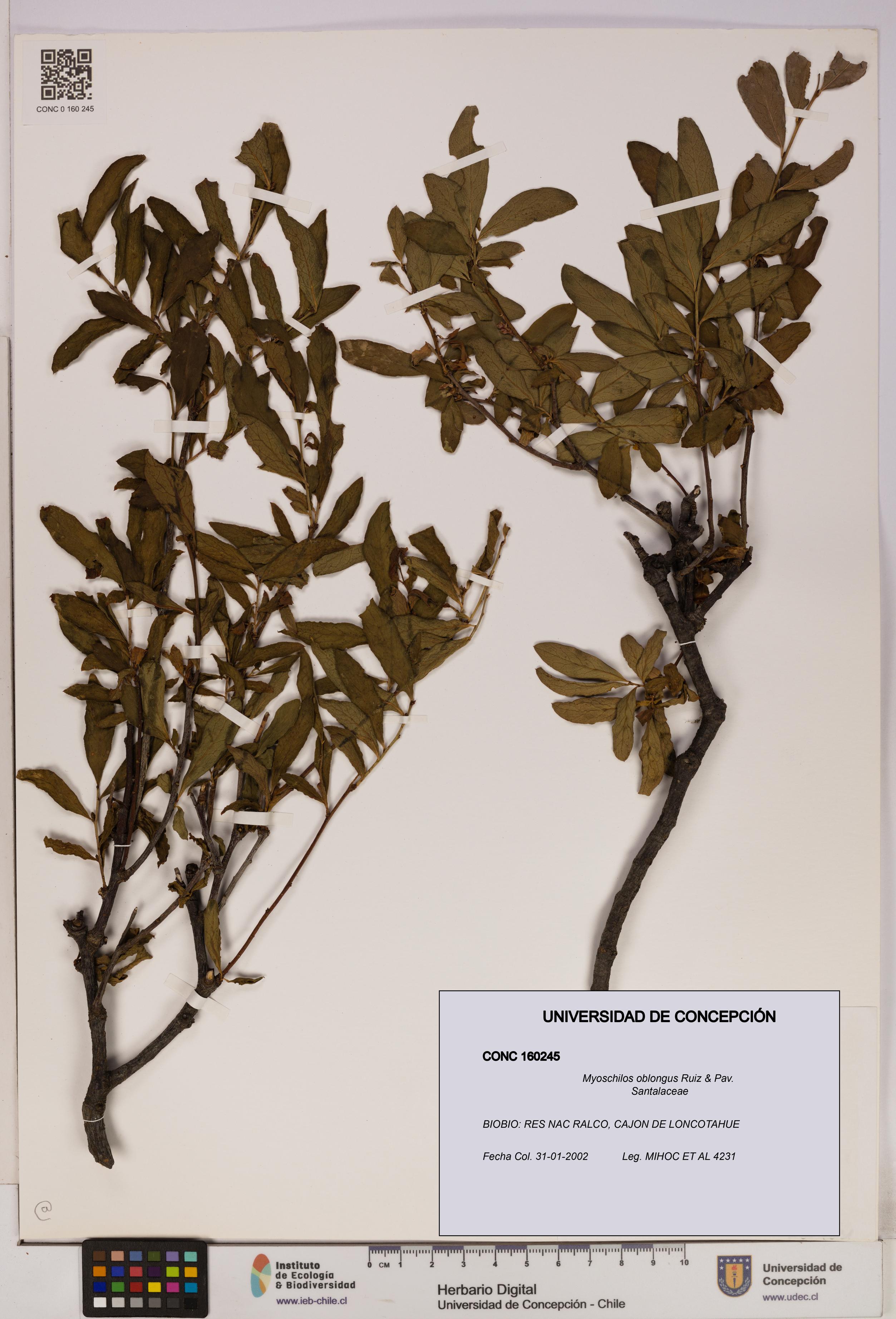 Myoschilos oblongus [Espécimen: UDEC:CONC:0160245]