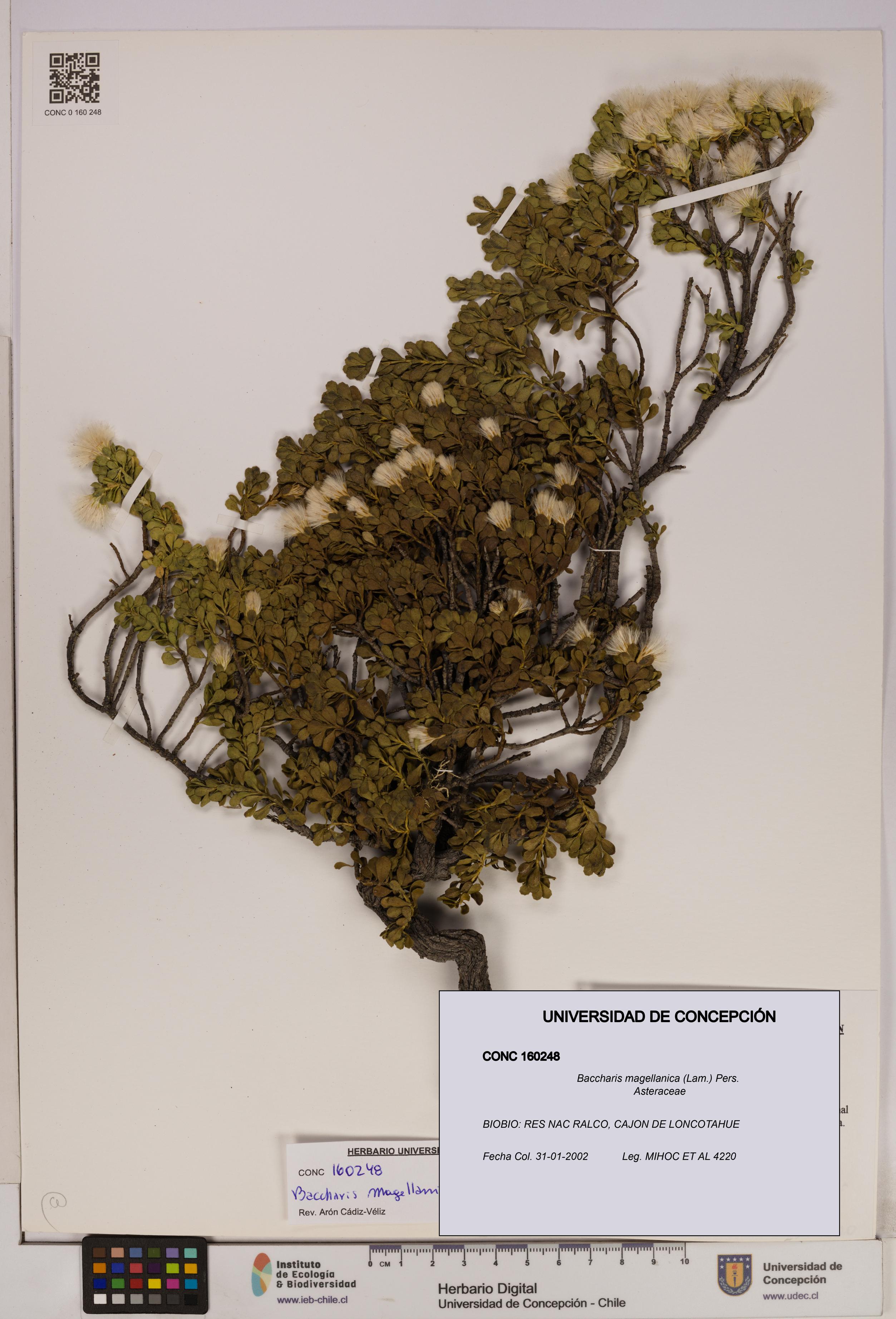 Baccharis magellanica [Espécimen: UDEC:CONC:0160248]