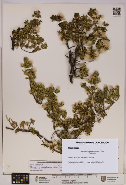 Baccharis magellanica [Espécimen: UDEC:CONC:0160249]