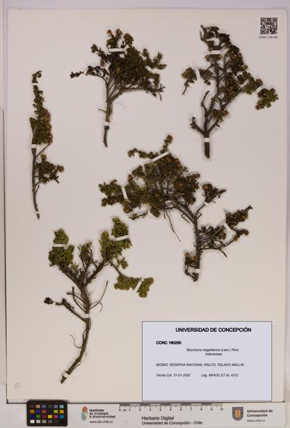 Baccharis magellanica [Espécimen: UDEC:CONC:0160250]