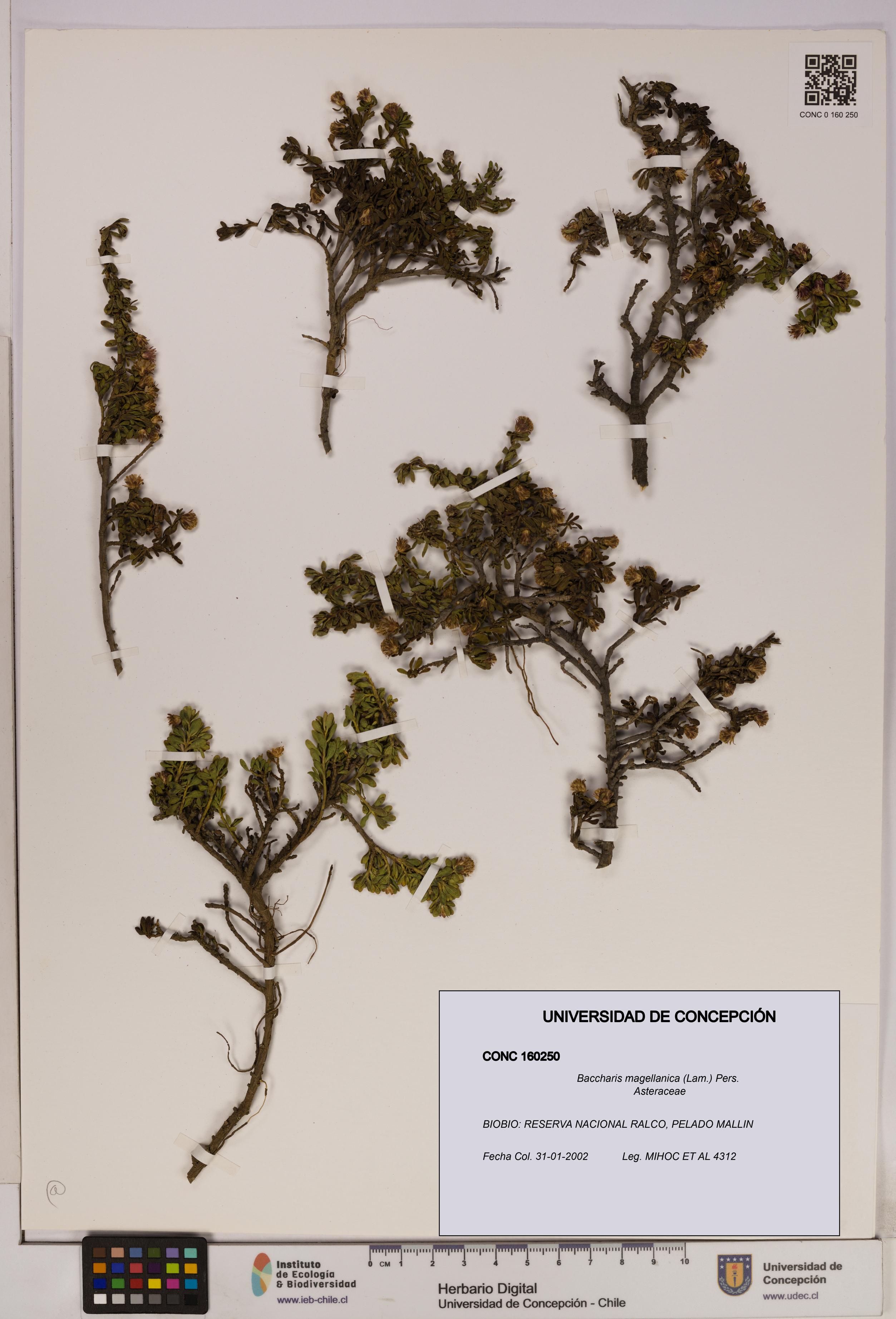 Baccharis magellanica [Espécimen: UDEC:CONC:0160250]