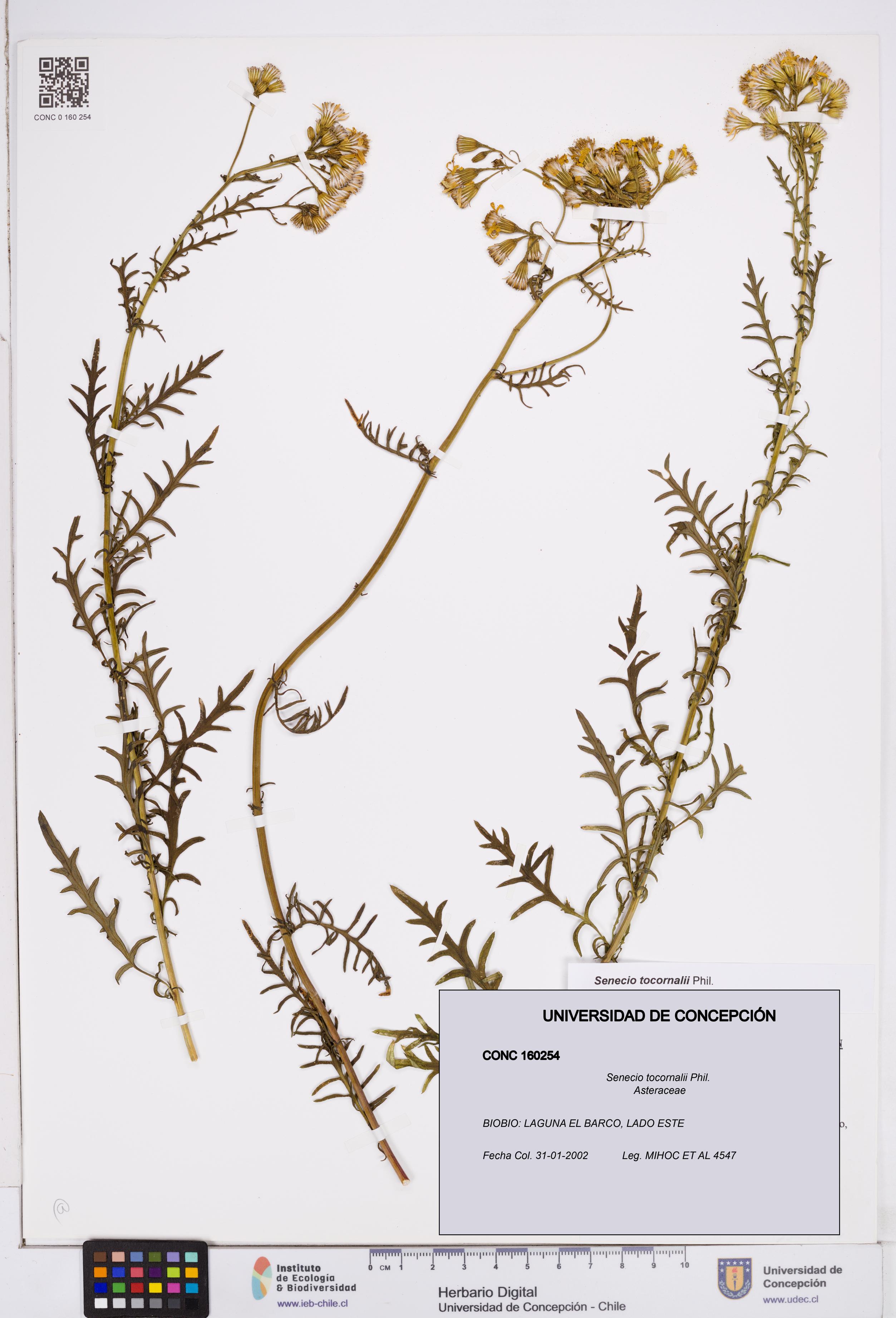 Senecio tocornalii [Espécimen: ]