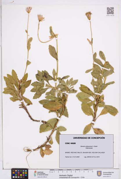 Senecio pilquensis [Espécimen: ]