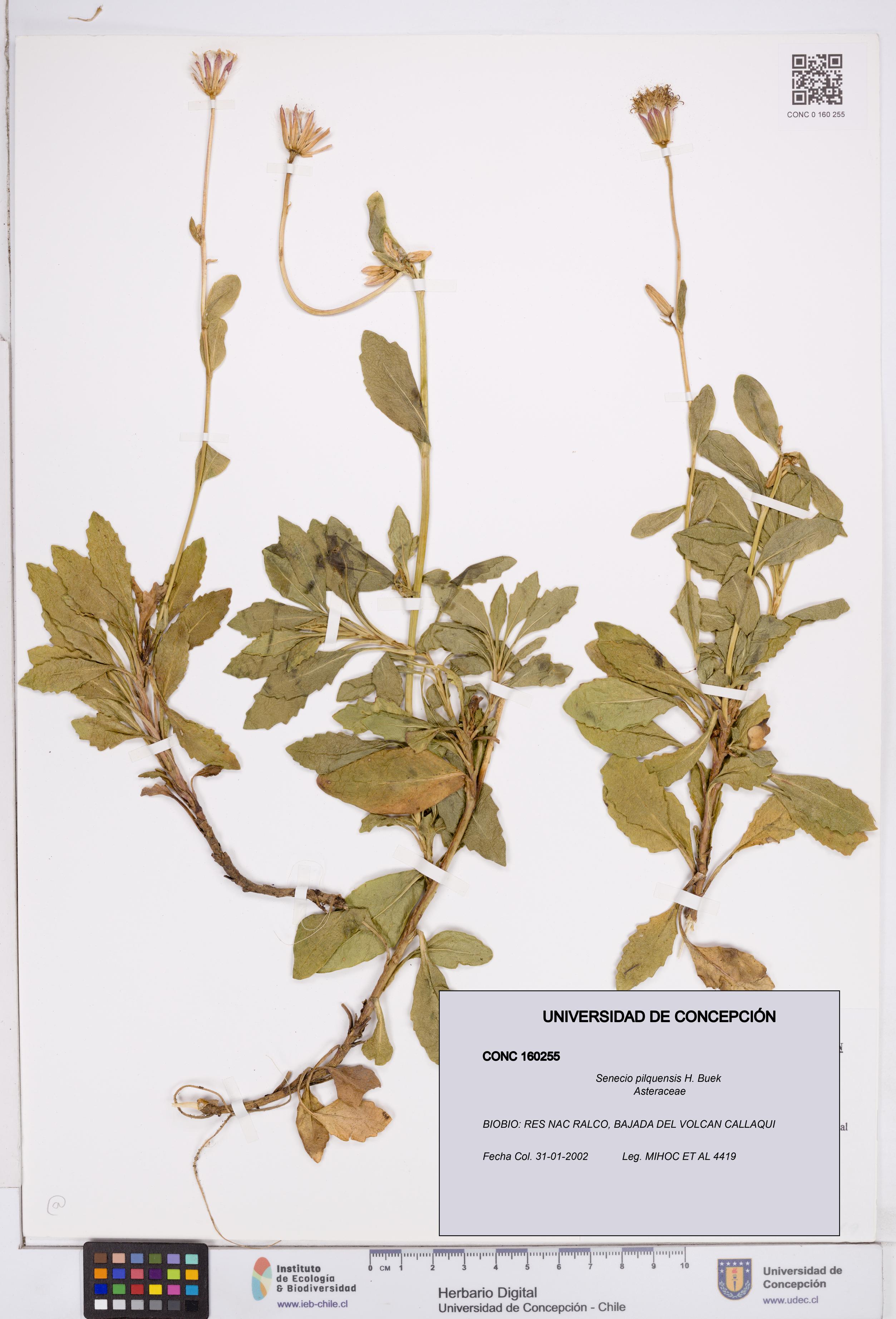 Senecio pilquensis [Espécimen: ]