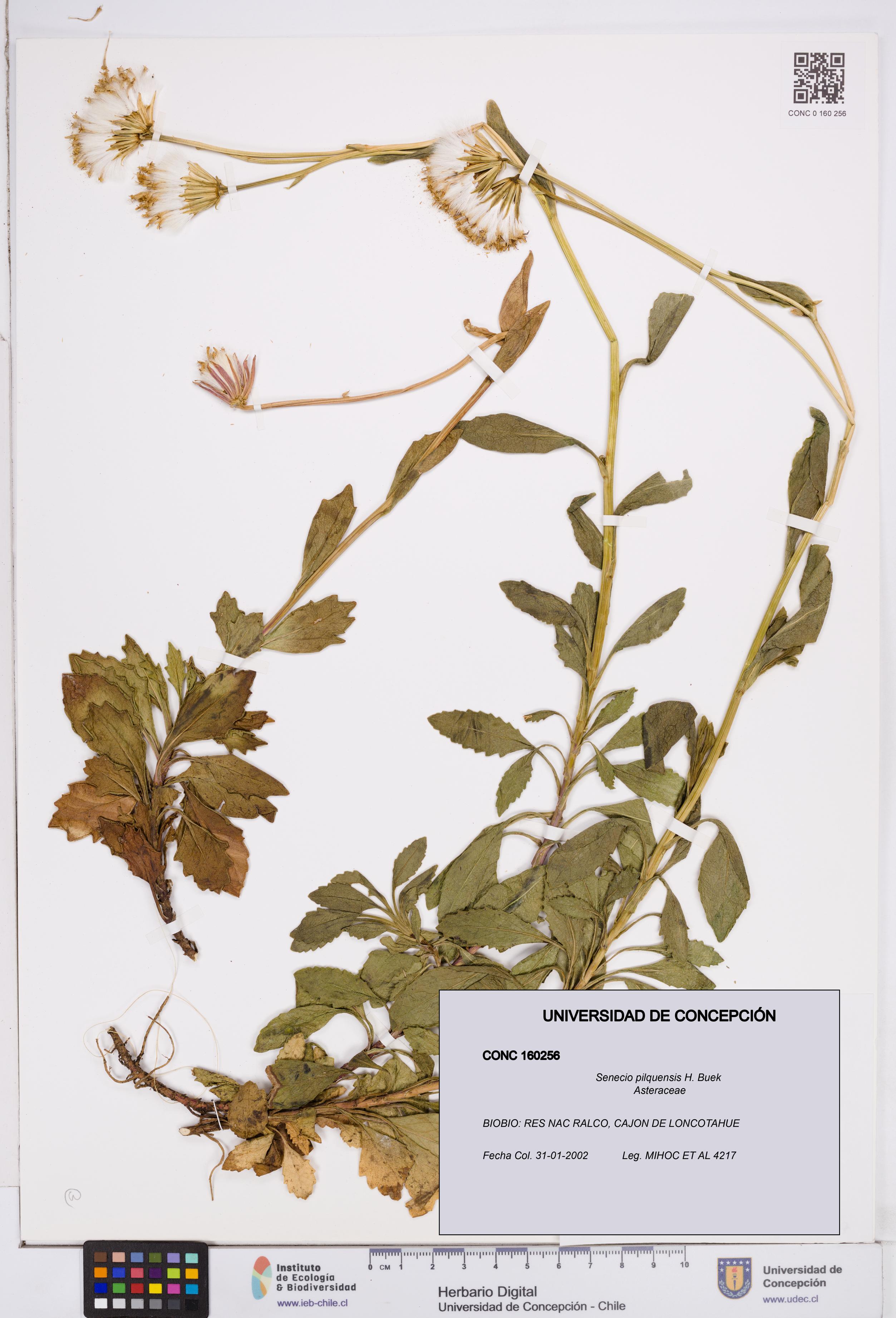 Senecio pilquensis [Espécimen: ]