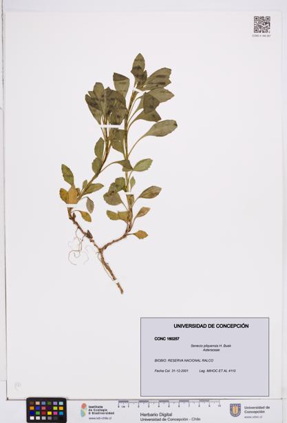 Senecio pilquensis [Espécimen: ]