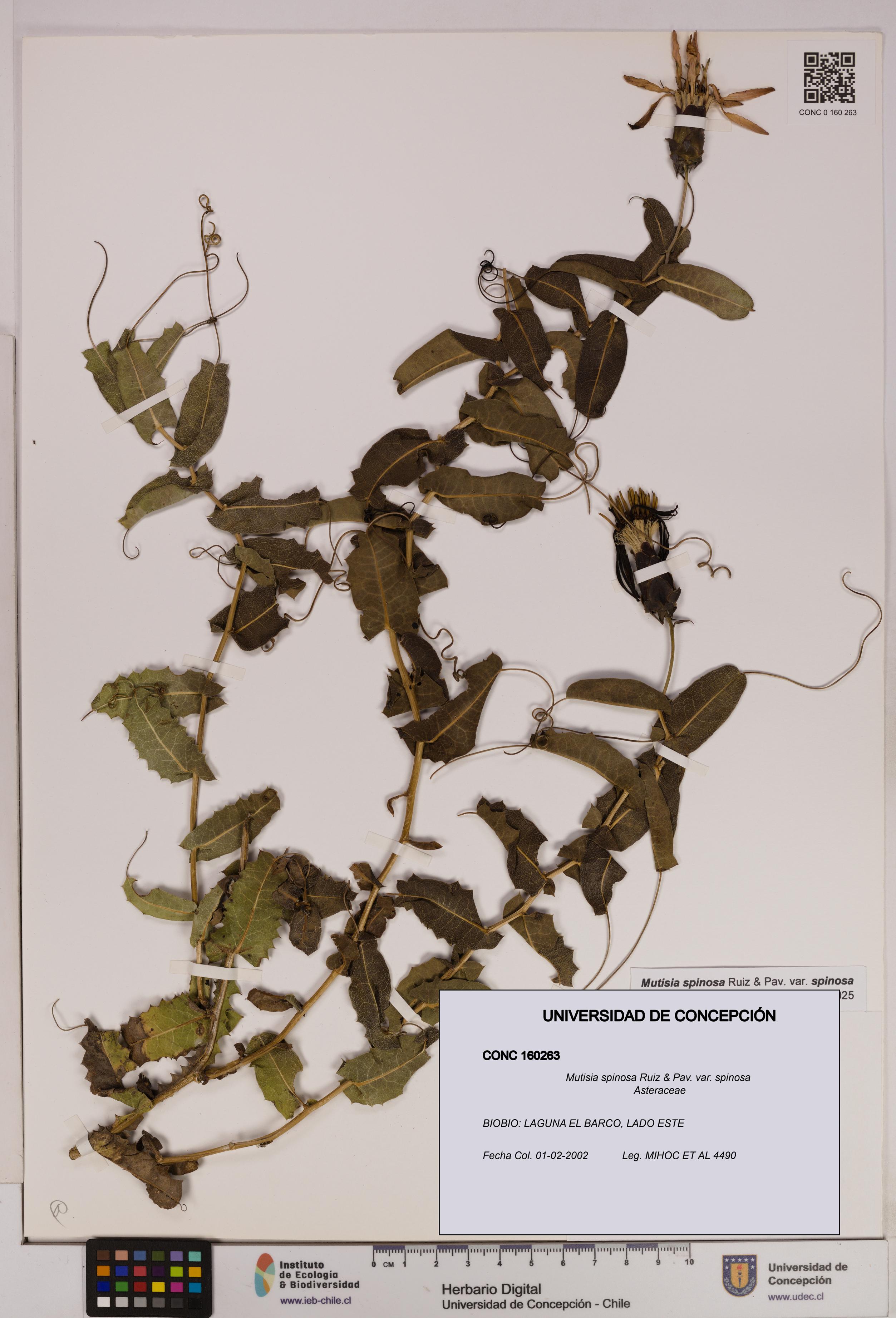 Mutisia spinosa var. spinosa [Espécimen: UDEC:CONC:0160263]