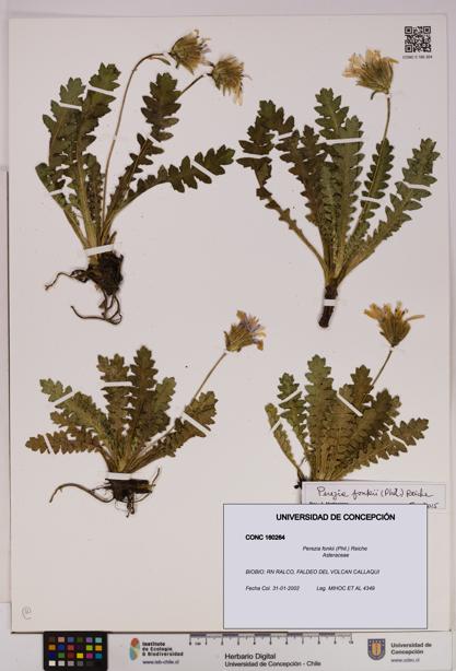 Perezia fonkii [Espécimen: UDEC:CONC:0160264]