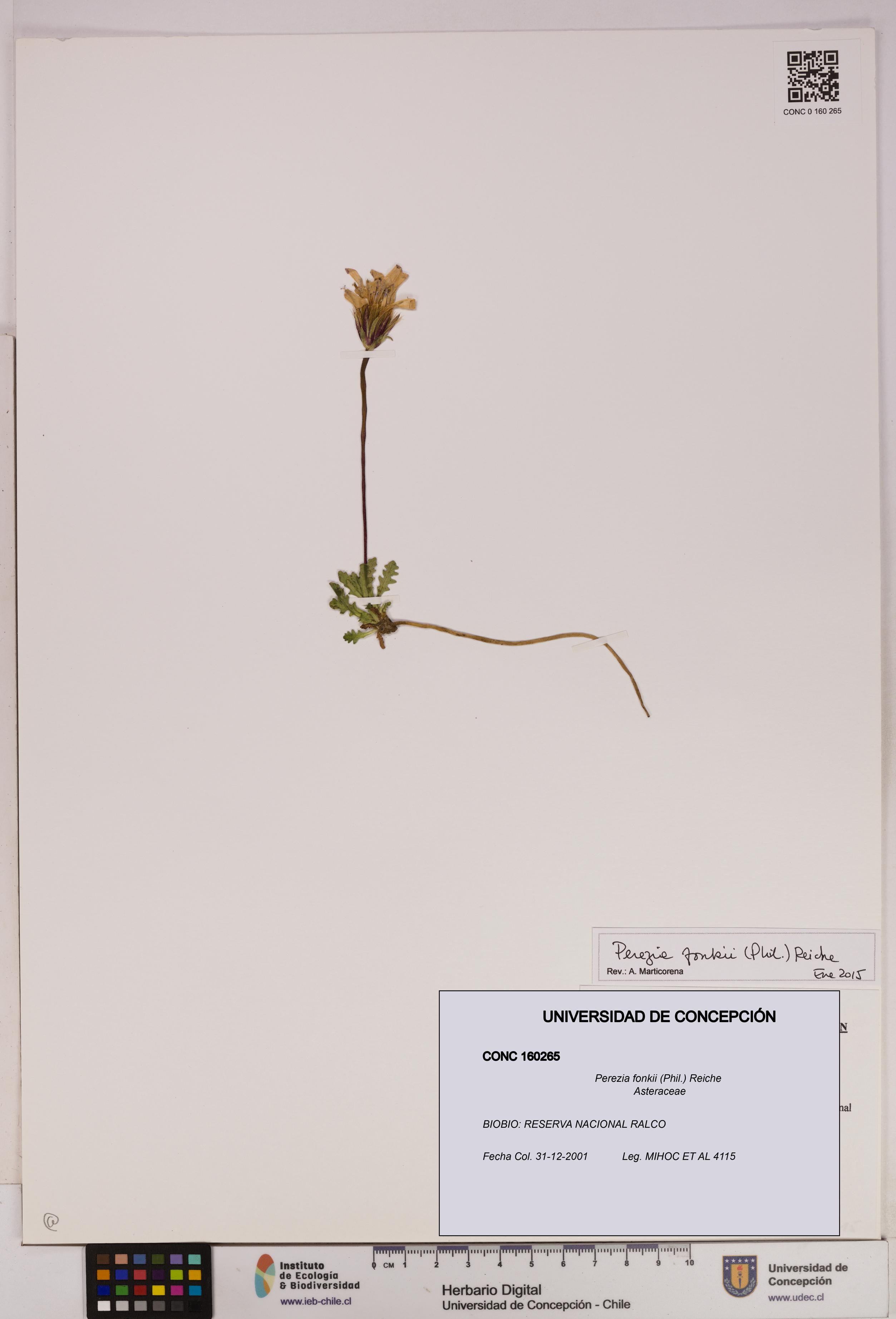 Perezia fonkii [Espécimen: UDEC:CONC:0160265]