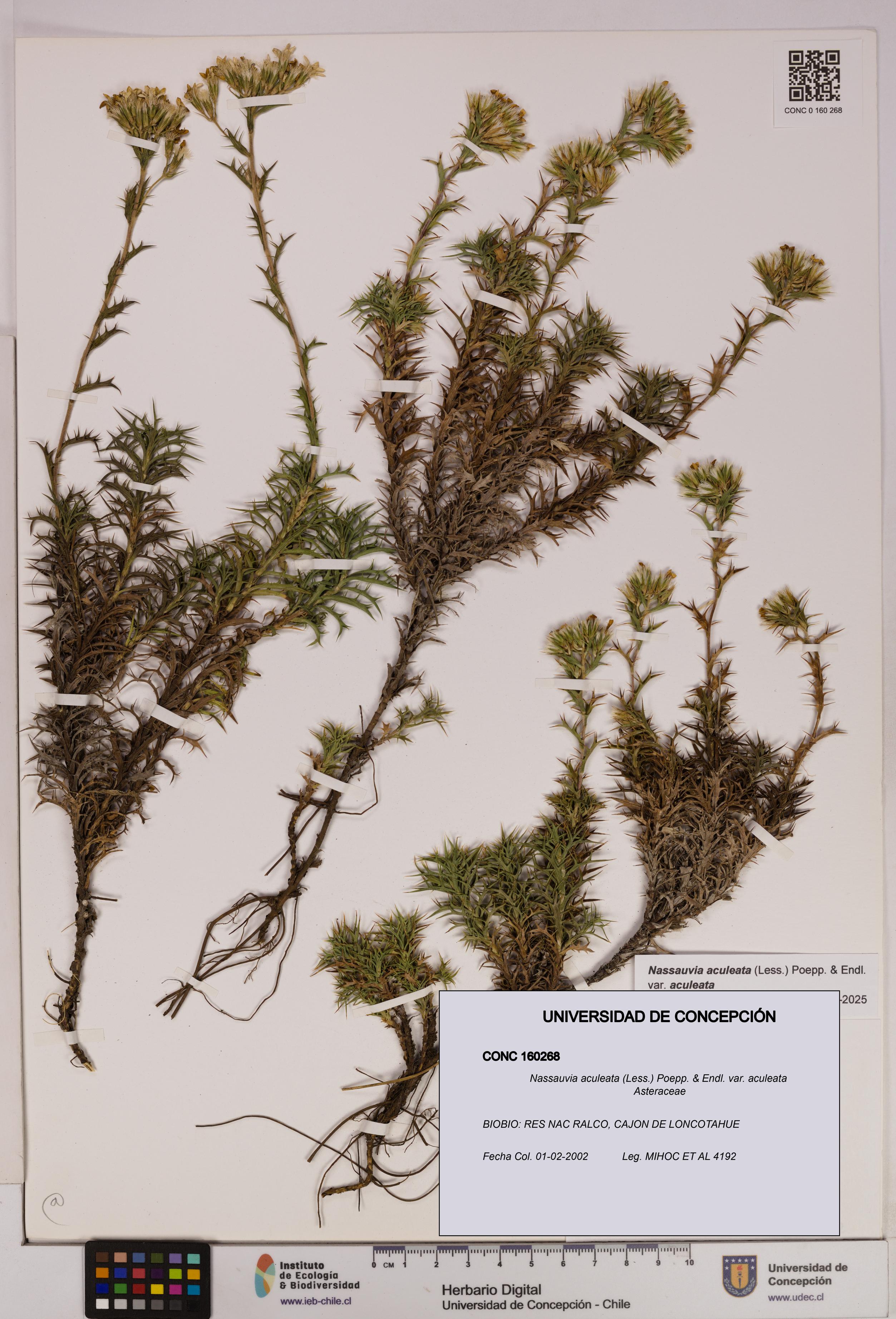 Nassauvia aculeata var. aculeata [Espécimen: UDEC:CONC:0160268]