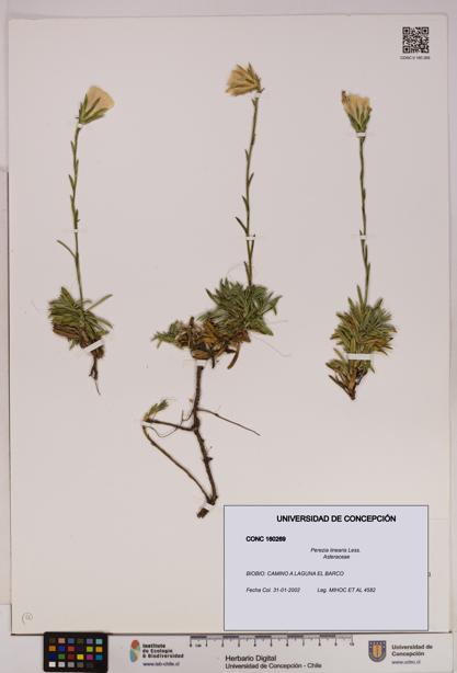 Perezia linearis [Espécimen: UDEC:CONC:0160269]