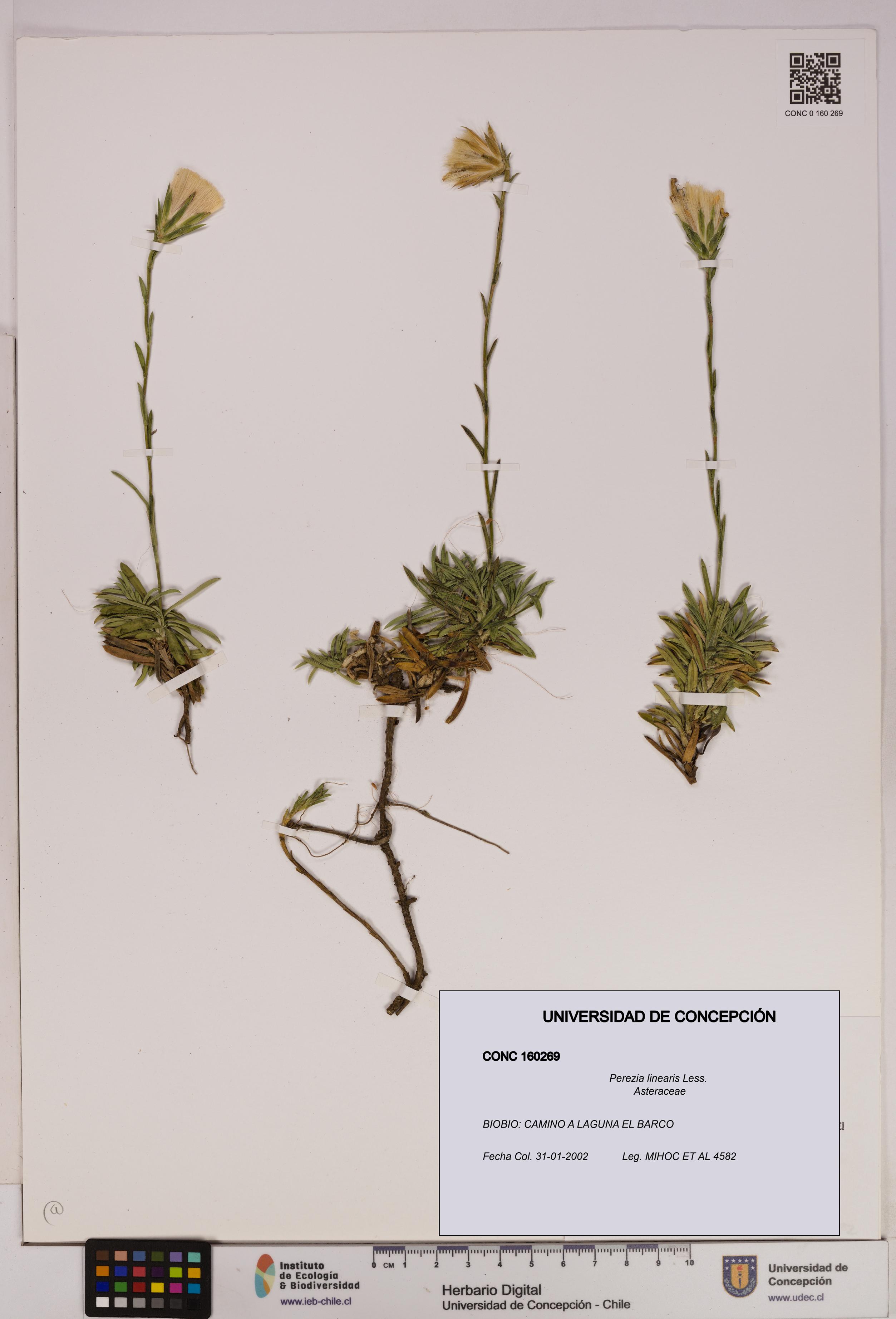 Perezia linearis [Espécimen: UDEC:CONC:0160269]