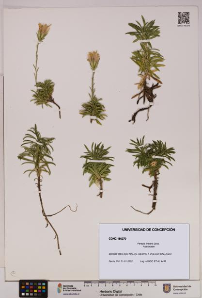 Perezia linearis [Espécimen: UDEC:CONC:0160270]