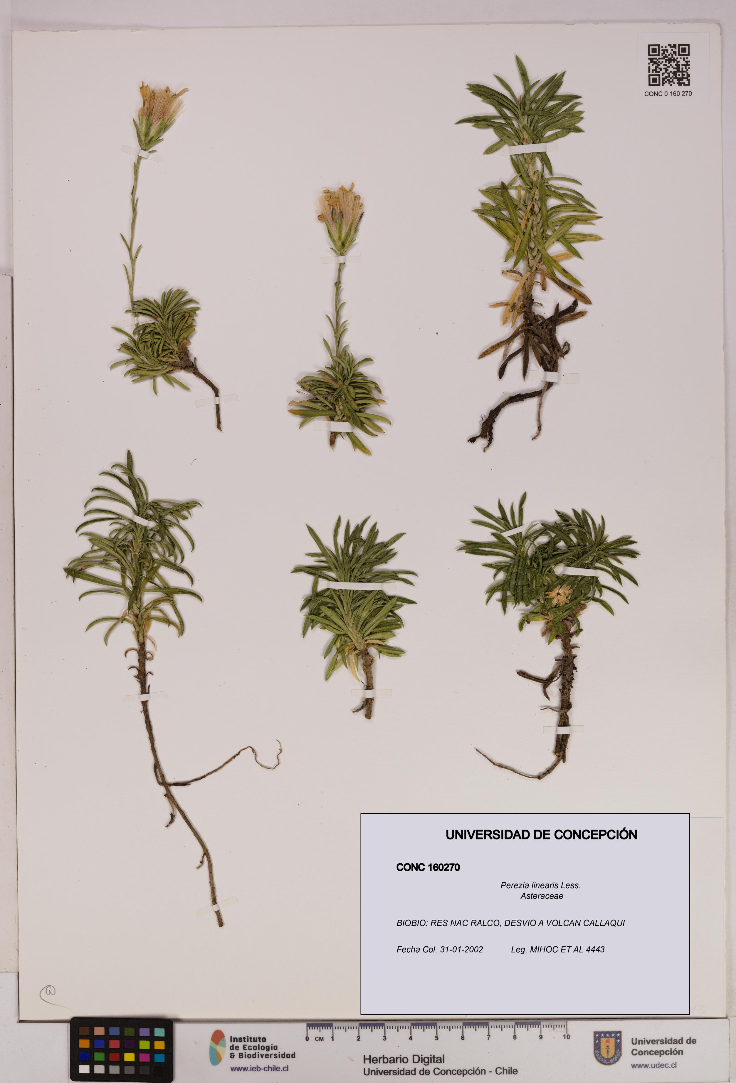Perezia linearis [Espécimen: UDEC:CONC:0160270]