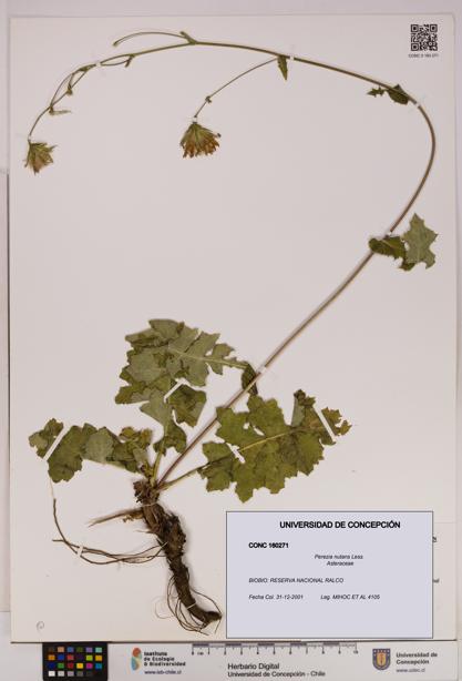 Perezia nutans [Espécimen: UDEC:CONC:0160271]