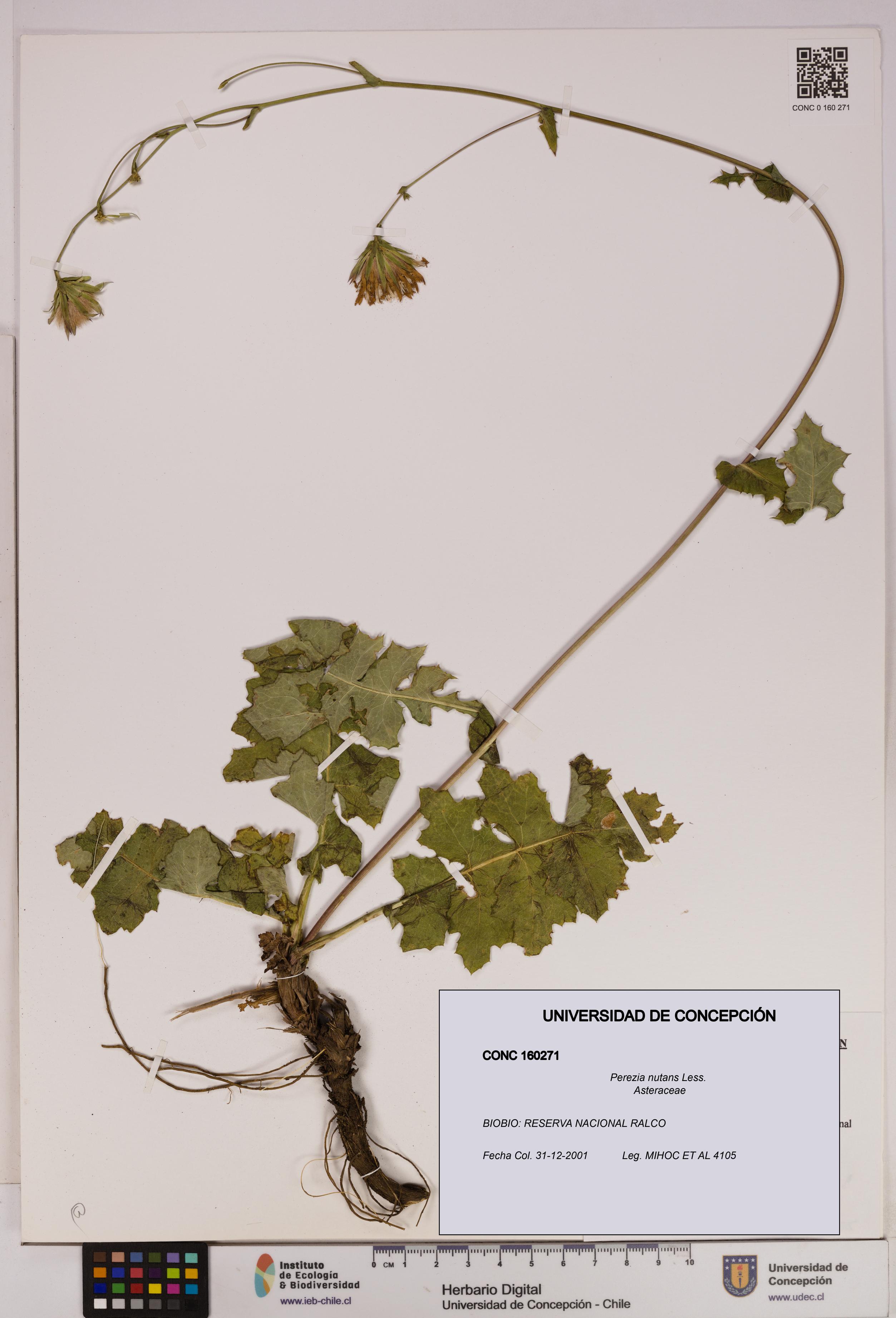 Perezia nutans [Espécimen: UDEC:CONC:0160271]