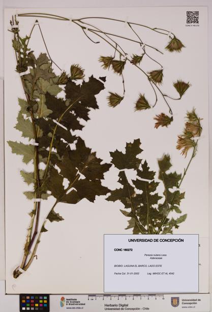 Perezia nutans [Espécimen: UDEC:CONC:0160272]