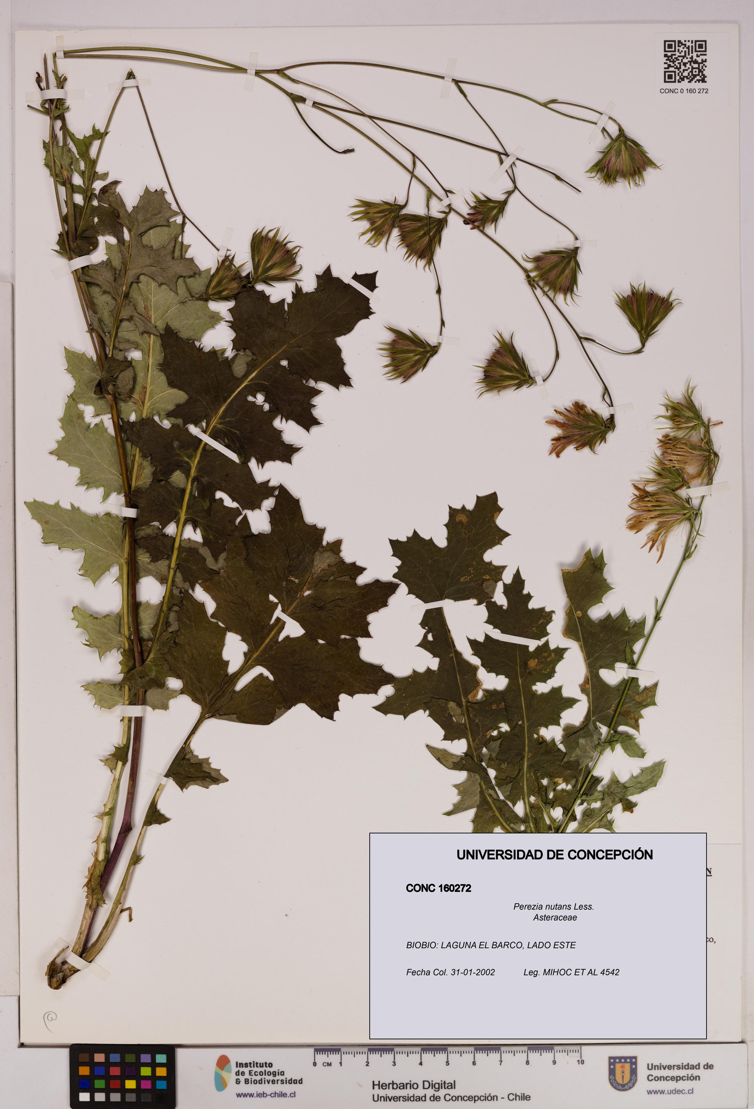 Perezia nutans [Espécimen: UDEC:CONC:0160272]