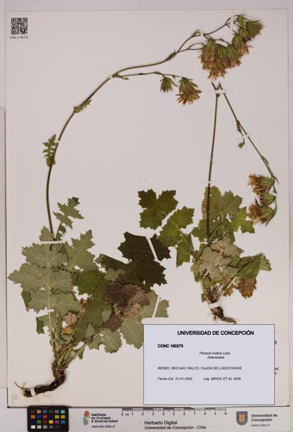 Perezia nutans [Espécimen: UDEC:CONC:0160273]