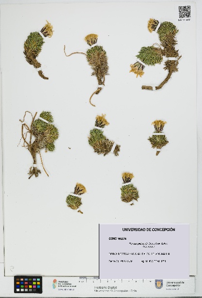 Perezia pilifera [Espécimen: UDEC:CONC:0160274]