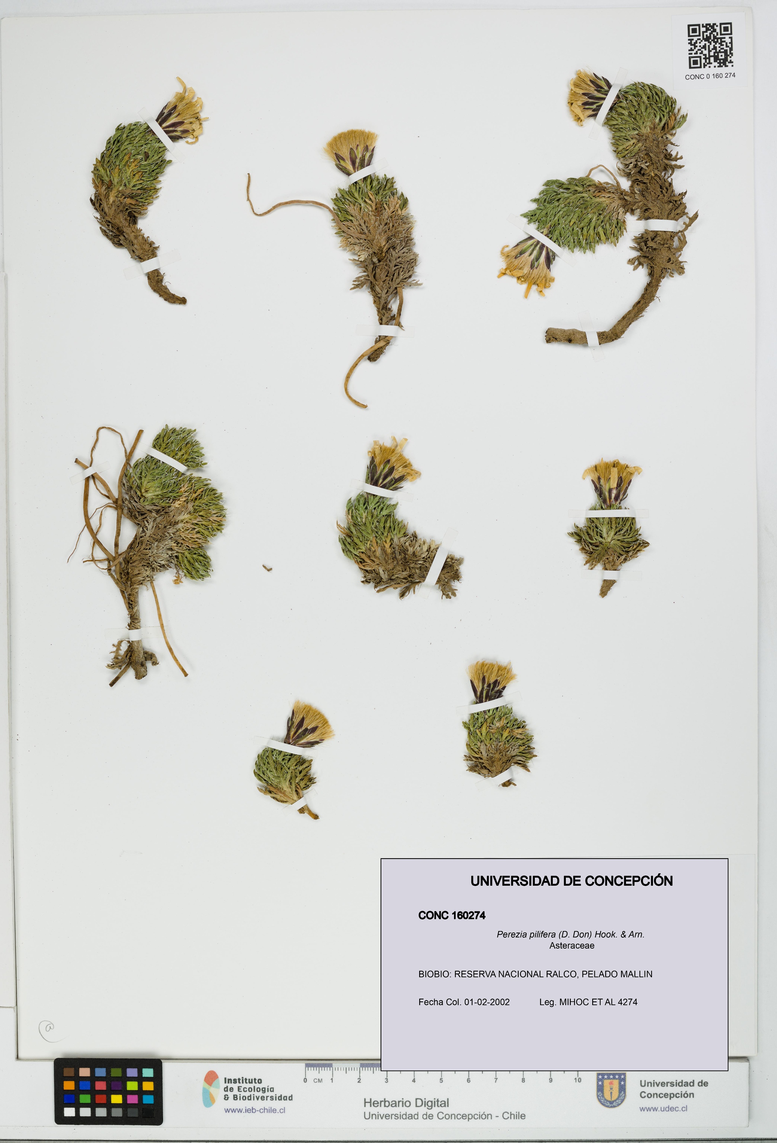 Perezia pilifera [Espécimen: UDEC:CONC:0160274]