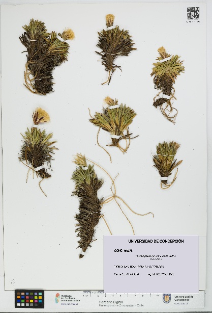 Perezia pilifera [Espécimen: UDEC:CONC:0160275]