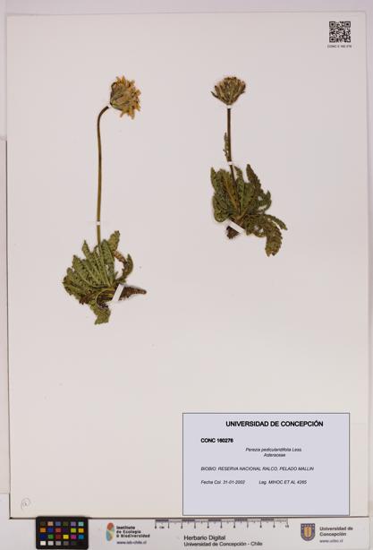 Perezia pedicularidifolia [Espécimen: UDEC:CONC:0160276]