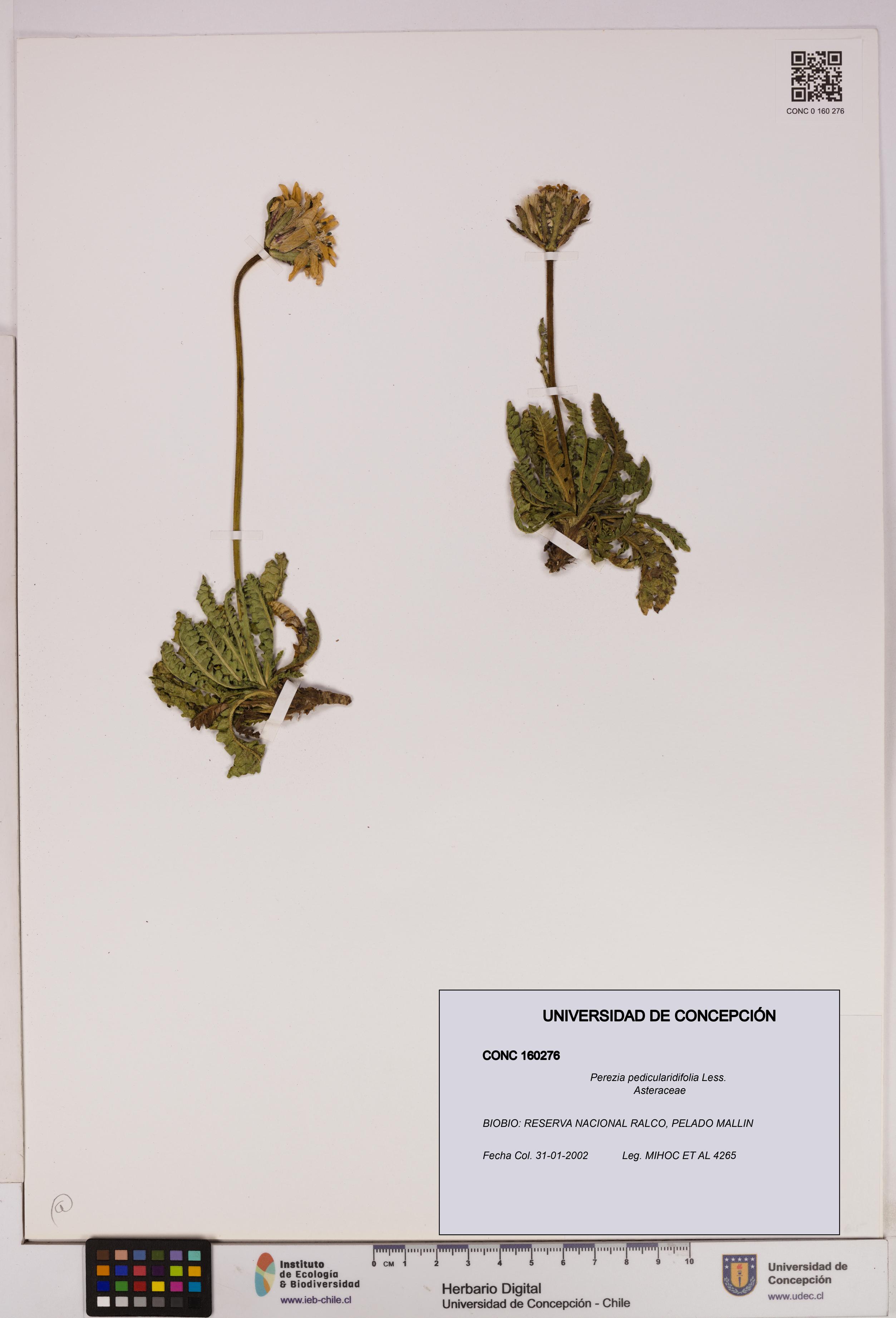 Perezia pedicularidifolia [Espécimen: UDEC:CONC:0160276]