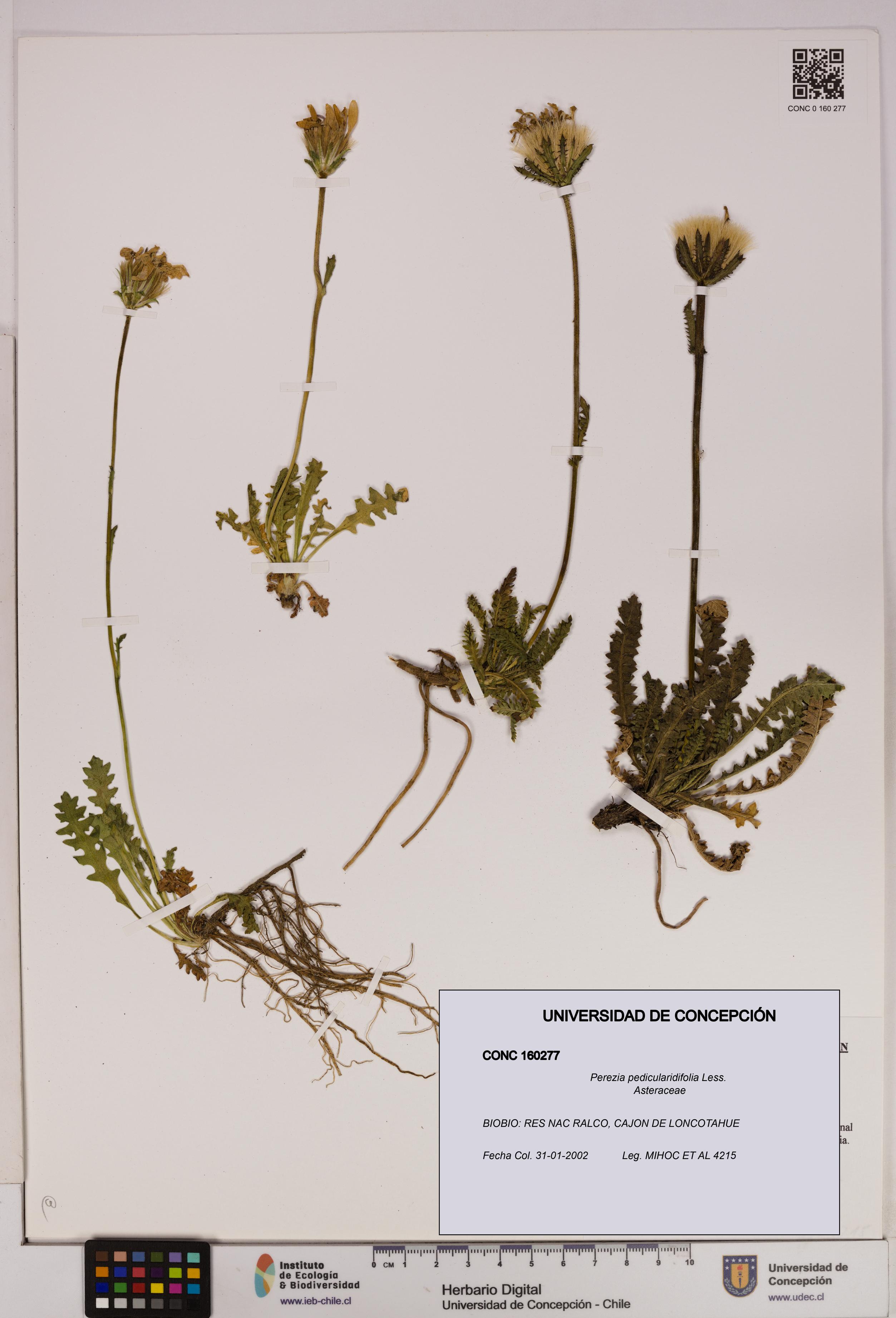 Perezia pedicularidifolia [Espécimen: UDEC:CONC:0160277]