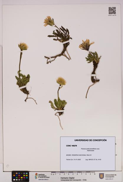 Perezia pedicularidifolia [Espécimen: UDEC:CONC:0160278]