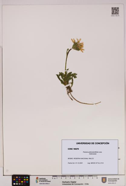 Perezia pedicularidifolia [Espécimen: UDEC:CONC:0160279]