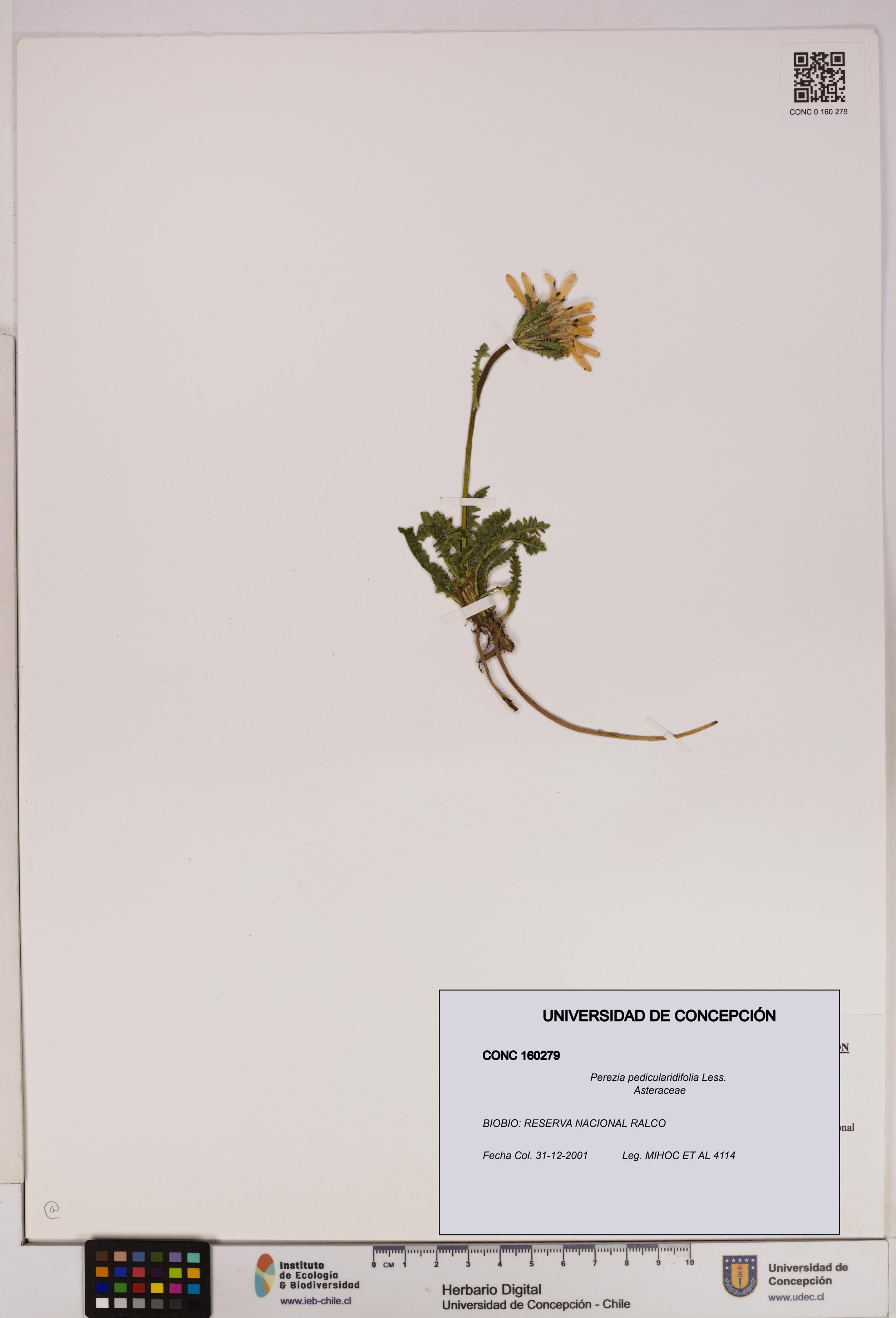 Perezia pedicularidifolia [Espécimen: UDEC:CONC:0160279]