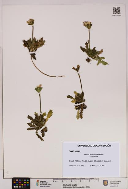 Perezia pedicularidifolia [Espécimen: UDEC:CONC:0160280]
