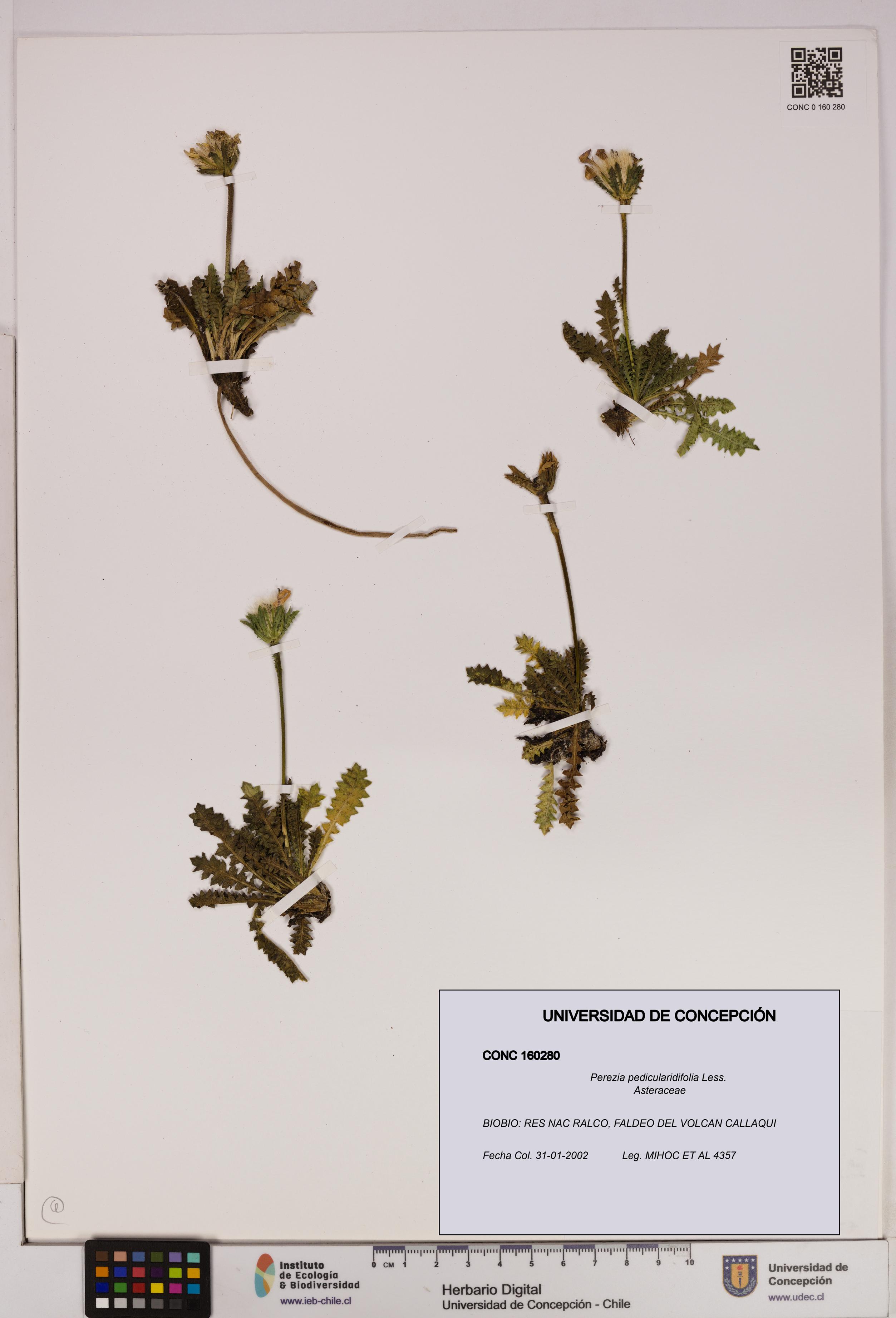 Perezia pedicularidifolia [Espécimen: UDEC:CONC:0160280]