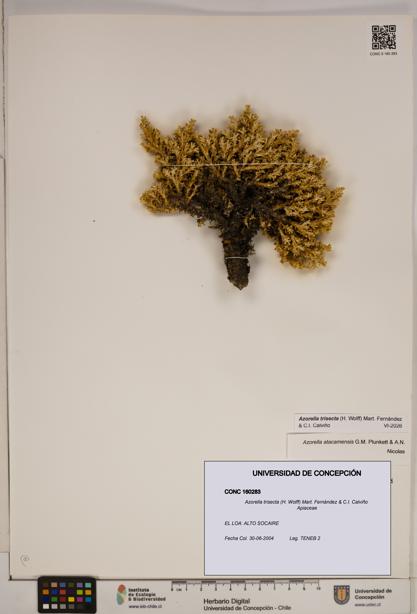 Azorella trisecta [Espécimen: ]