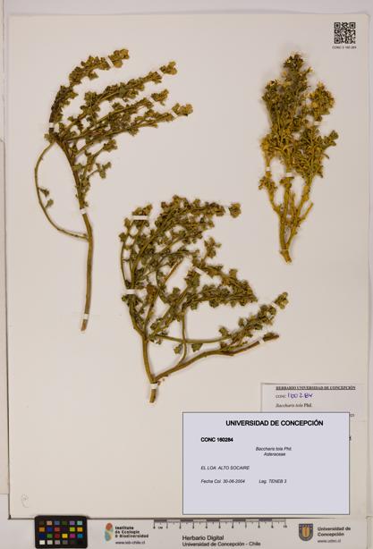 Baccharis tola [Espécimen: UDEC:CONC:0160284]