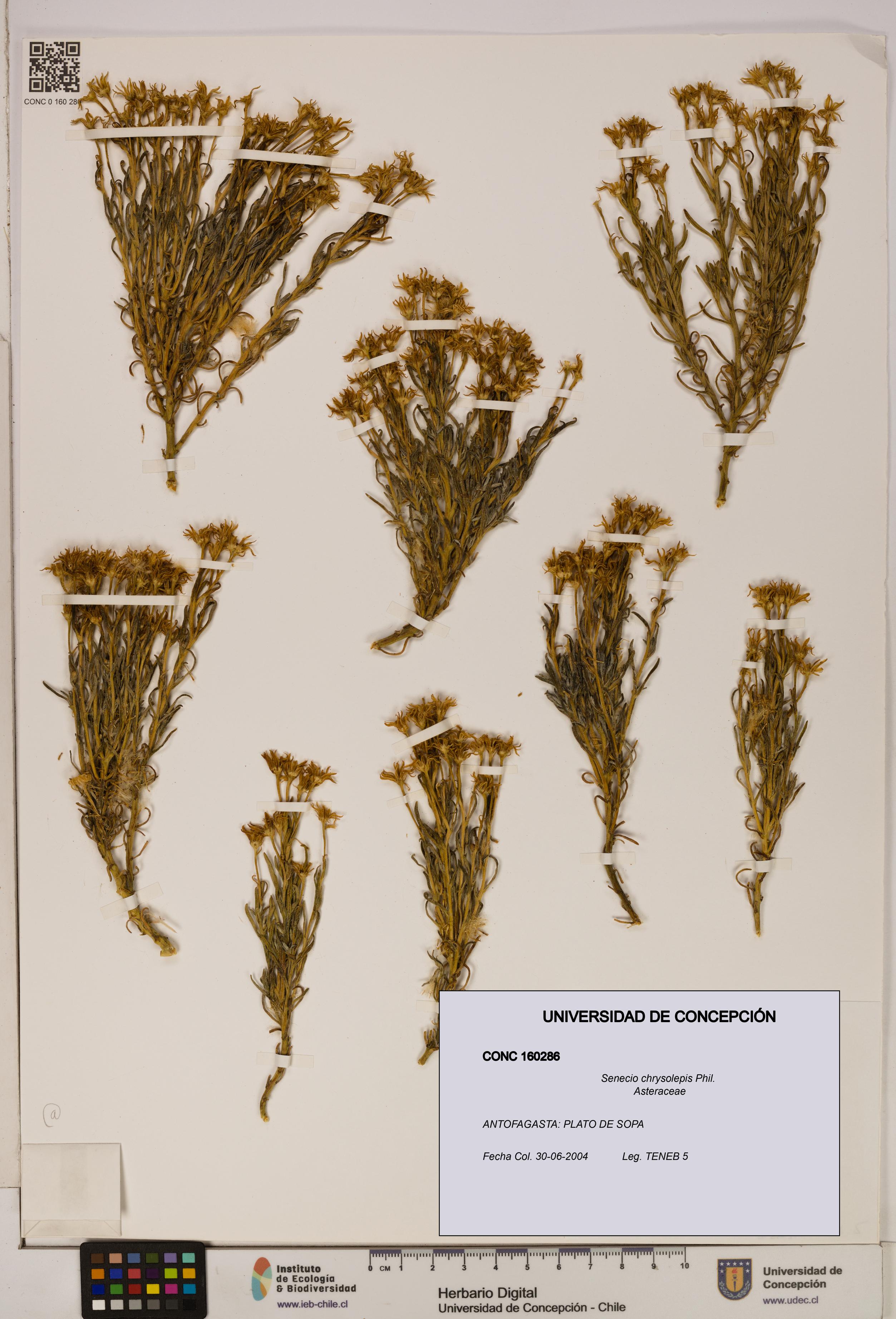 Senecio chrysolepis [Espécimen: UDEC:CONC:0160286]