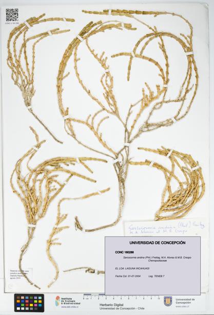 Sarcocornia andina [Espécimen: UDEC:CONC:0160288]