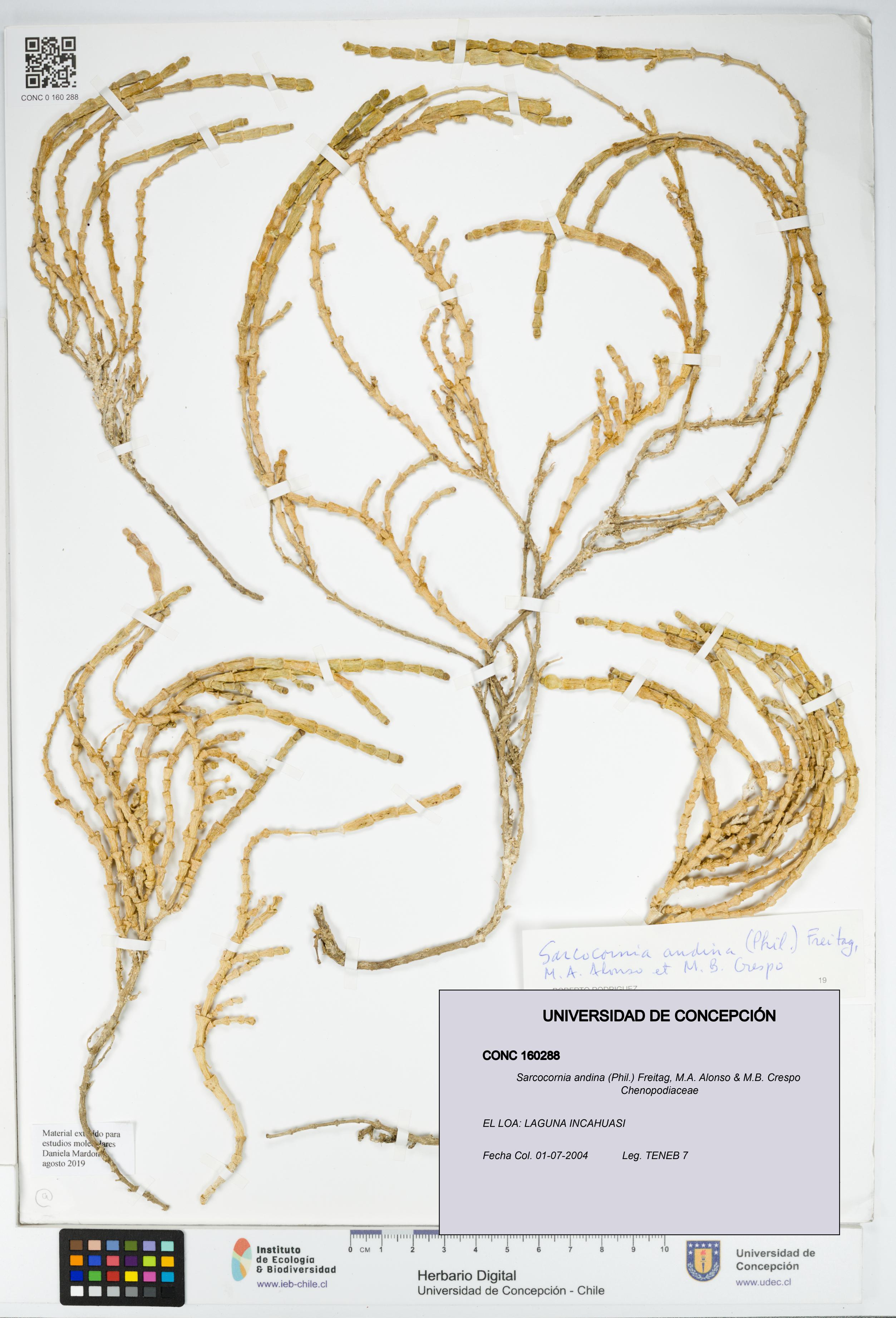 Sarcocornia andina [Espécimen: UDEC:CONC:0160288]