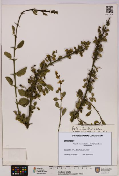 Retanilla trinervia [Espécimen: UDEC:CONC:0160290]